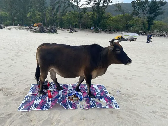 Caminamos dos horas para hacer un picnic y volvimos para encontrarnos con esto