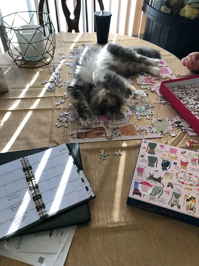 My Niece's Cat Lucy "Helping" Her With Her Puzzle. Almost A Year Old, She Is The Cutest Little Stinker