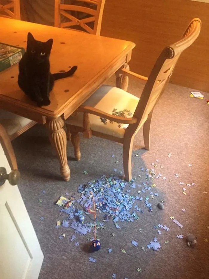 Say Hi To Betts! And Goodbye To The 1000-Piece Jigsaw Puzzle I Had Almost Completed