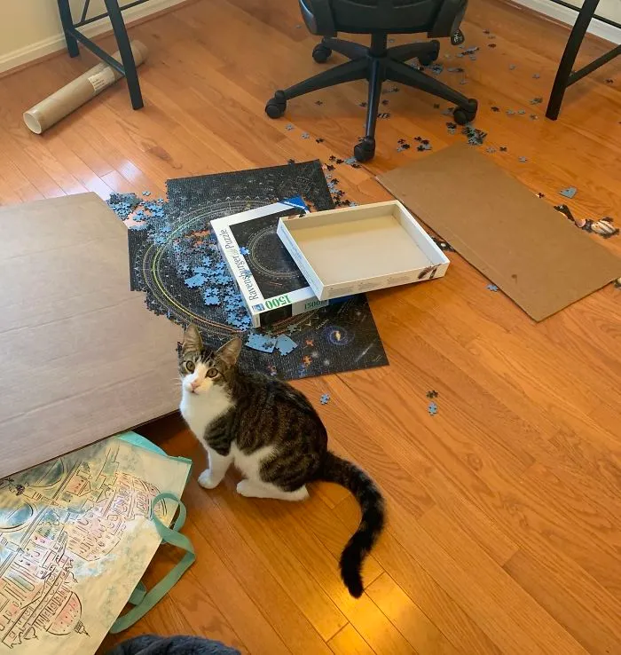 Left My Office Door Open For One Minute And I Hear A Crash