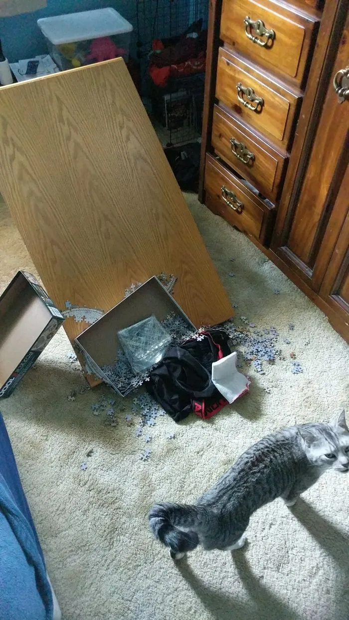 That's My Table Hooman