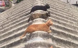 25 Times People Noticed Animals Following Social Distancing Rules And Decided To Share The Pics Online