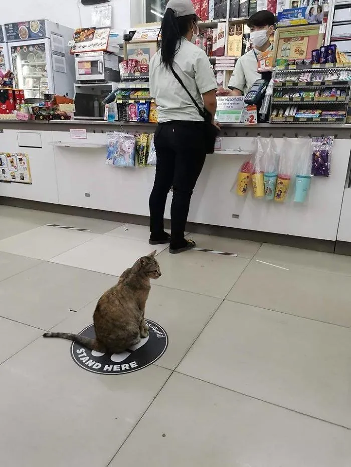 Social Distancing By A Cat