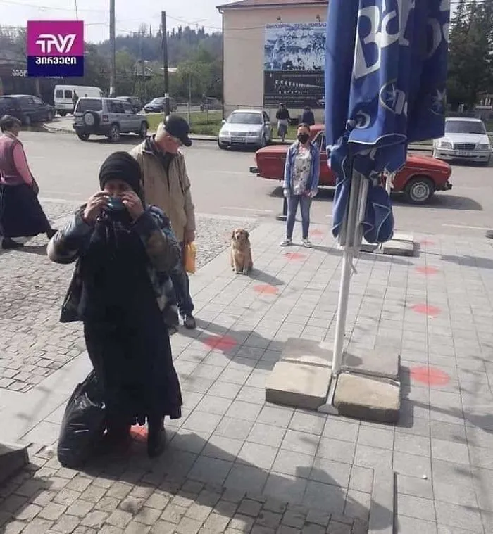 This Dog From Local News Is Practicing Social Distancing