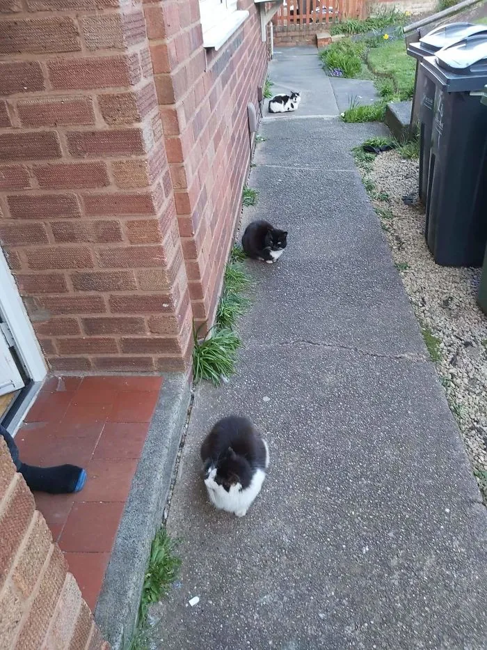 My Friends Cats Have This Social Distancing Malarkey Figured Out