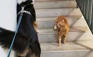 25 Times People Noticed Animals Following Social Distancing Rules And Decided To Share The Pics Online
