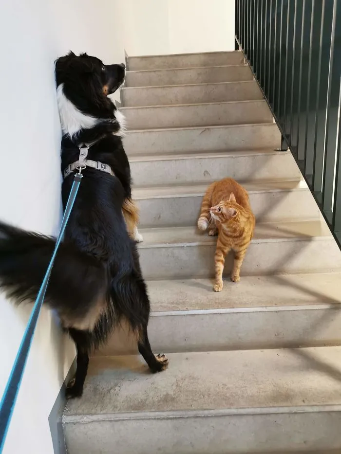This Aussie Heard About Social Distancing, Cat Didn't