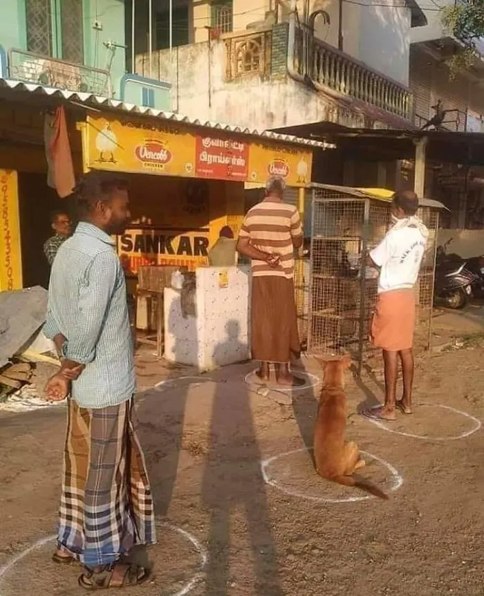 Even Dogs Respect And Understand Social Distancing