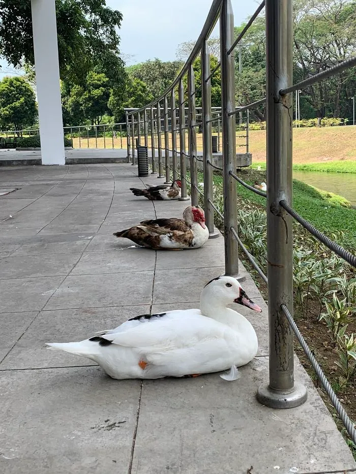 Social Ducktancing