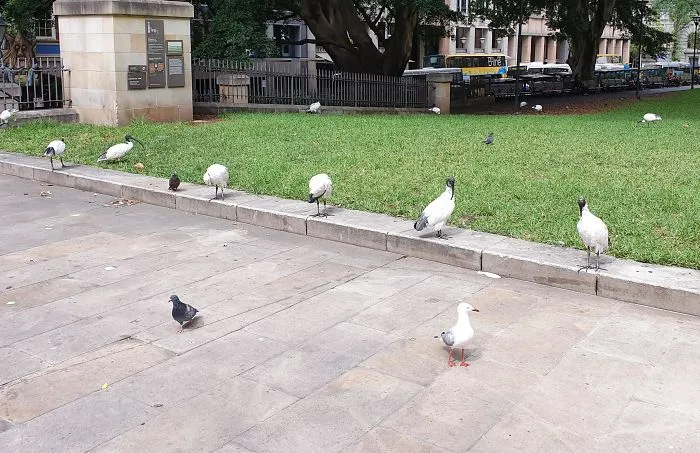 Gaviotas en Wynyard enseñando cómo se hace