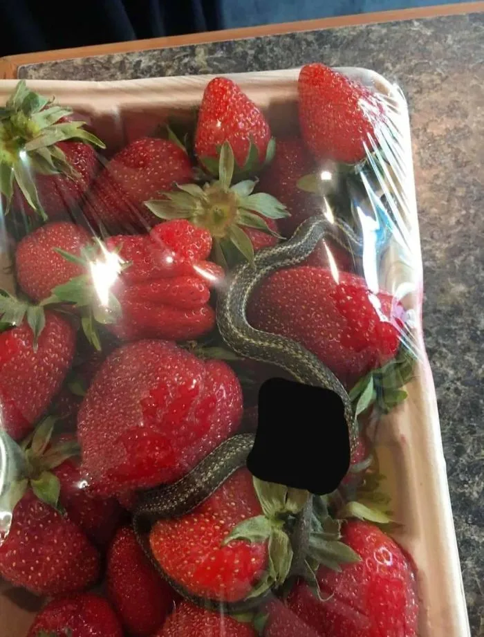 Fresas con serpiente gratis