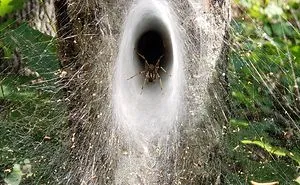 40 Times Mother Nature Proved To Be Scary As Hell (WARNING: This List Might Be Too Scary For You)