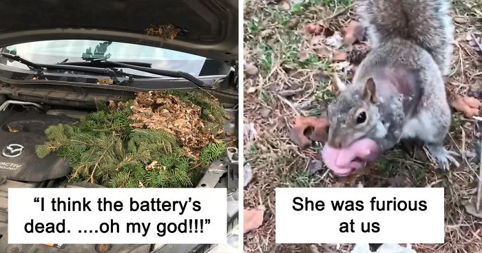 Neighbor Says Their Car Won't Start, Woman Finds A Squirrel She Tried To Fatten Up Has Had Babies Inside The Car