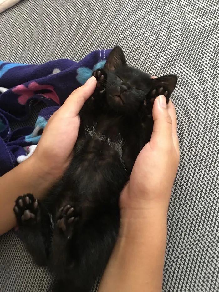 She Suddenly Slept Like This While I Was Just Playing With Her. It Was A Stray Kitten, My Brother Adopted Her