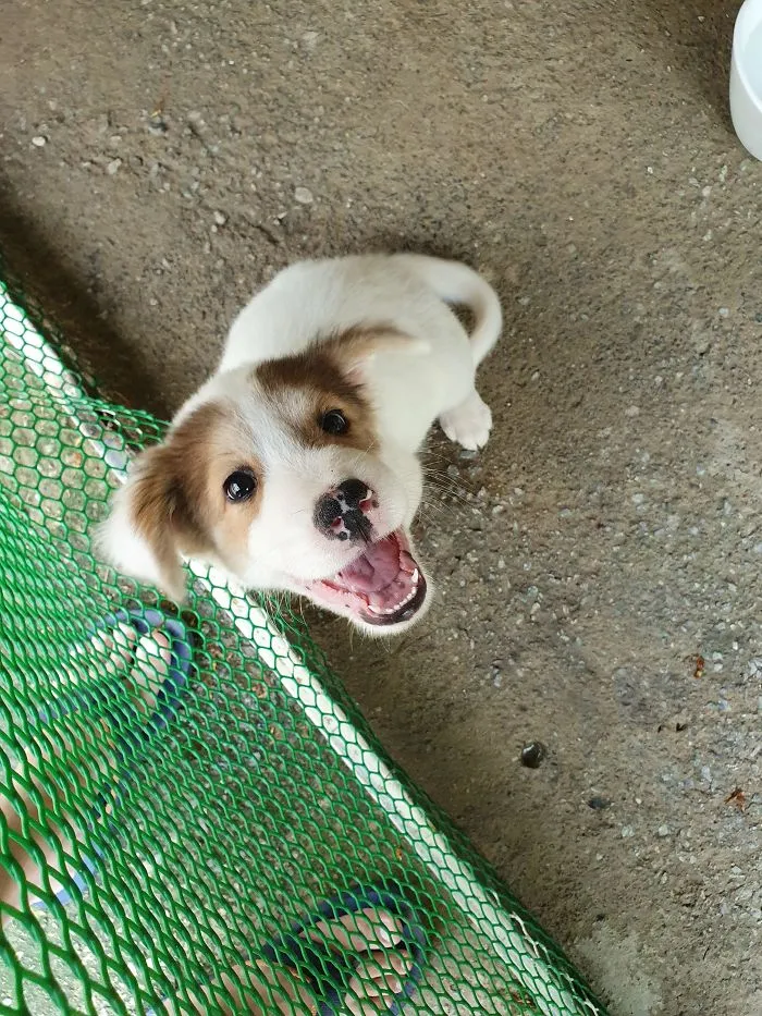 Hi Everyone. My Name Is Joey. I Am Excited Because I Am Being Adopted Today