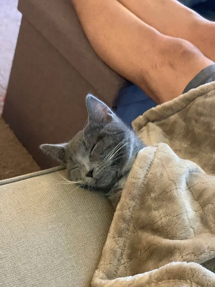 After Adopting Our First Cat Everyone Prepared Us For A Nervous And Timid First Few Weeks, This Was Our Sweet Boy 30 Minutes Later