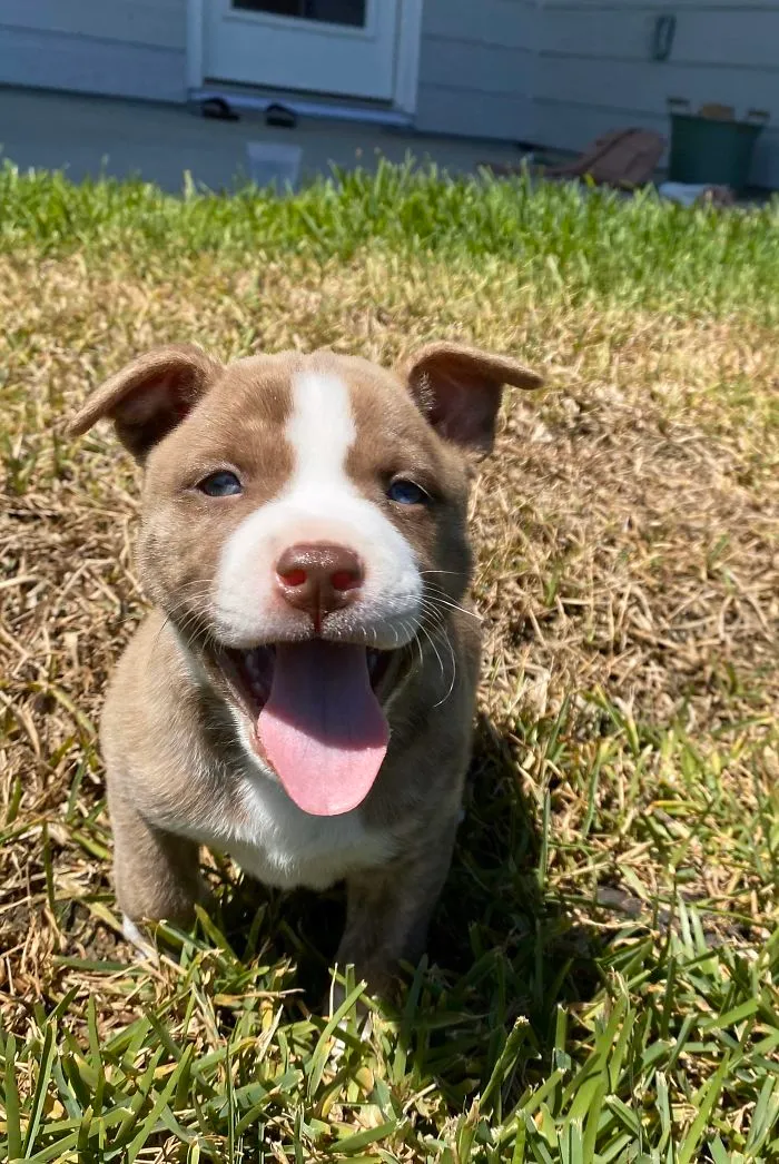 Adopted This Sweet Baby Boy Today. His Name Is Pickles