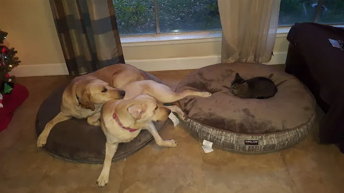Got New Dog Beds. I Should Have Got Them Some Courage