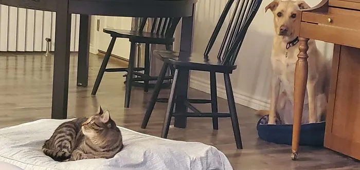 My Smug Cat Really Enjoys My Dog's New Bed