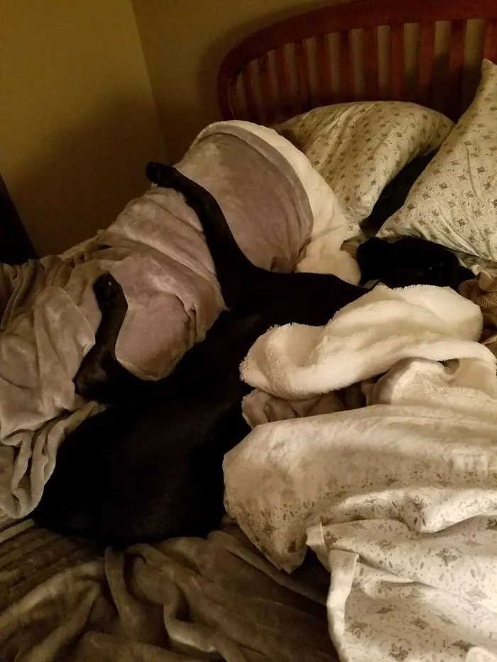 Had To Leave My Dog With My Parents While I Relocate Out Of State, My Mom Sent Me This. Later That Day I Got A Message Saying My Dad Overslept Because He Thought My Mom Was Still In Bed