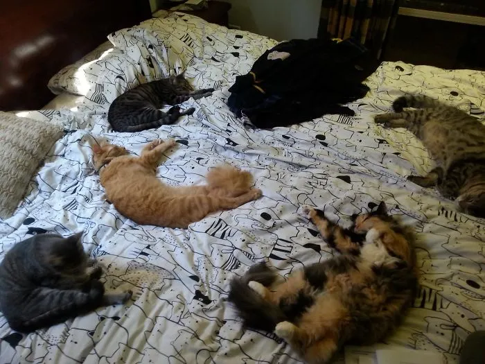 Sometimes You Can't Go To Bed Because It's Just All Cats