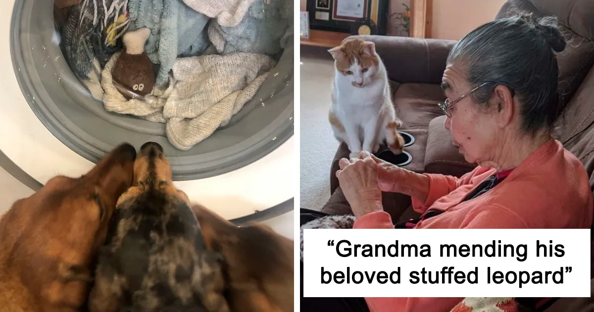 18 Pets Who Can't Part With Their Favorite Toys And Guard Them While Owners Fix Them
