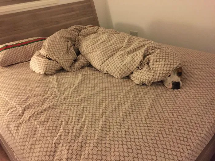Went To Shower, Bed Was Made. Came Out To This