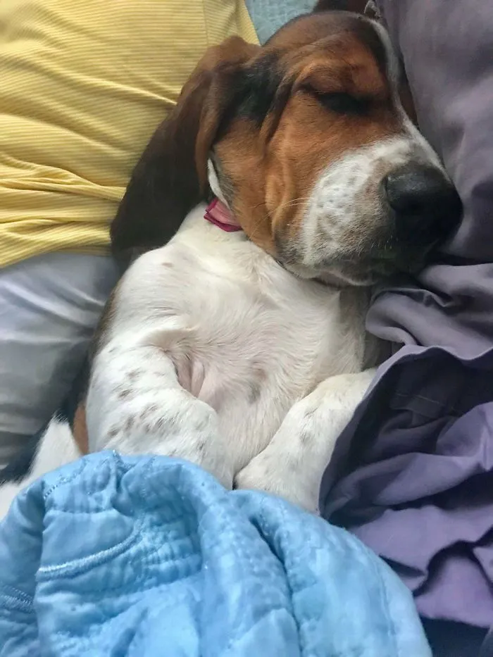 Husband Wasn’t Out Of Bed For 30 Seconds When This Pup Stole His Spot And Promptly Started Snoring