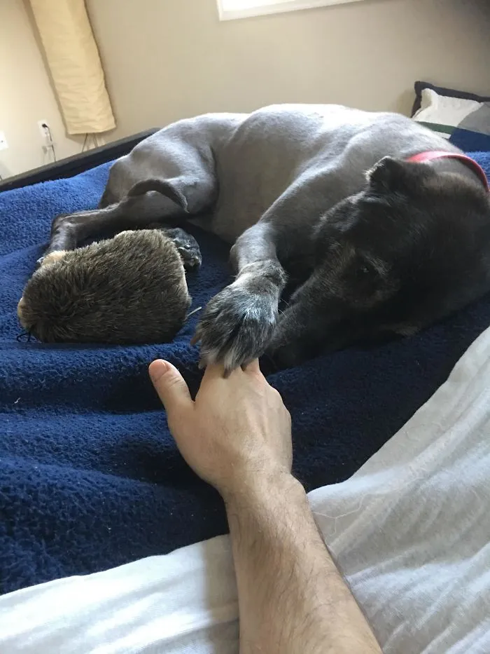 Found My 12yr Old Pup On My Bed. It's Been A Couple Years Since She Was Able To Get Up There, No Idea How She Did It. With Her Favorite Toy Too! Don't Have The Heart To Kick Her Off