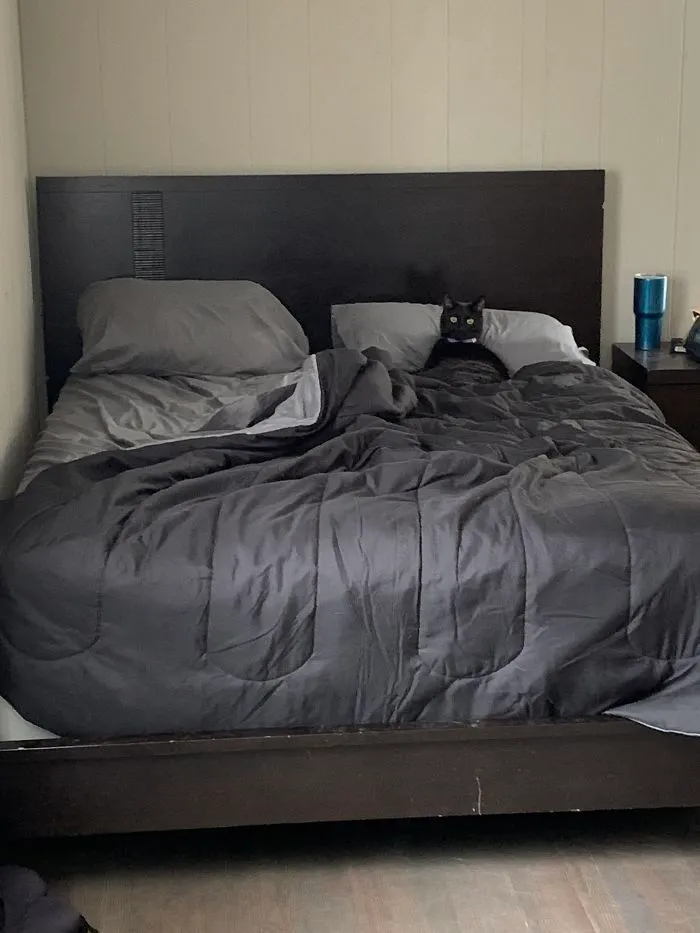 My Cat Sitting Like A Person In Bed