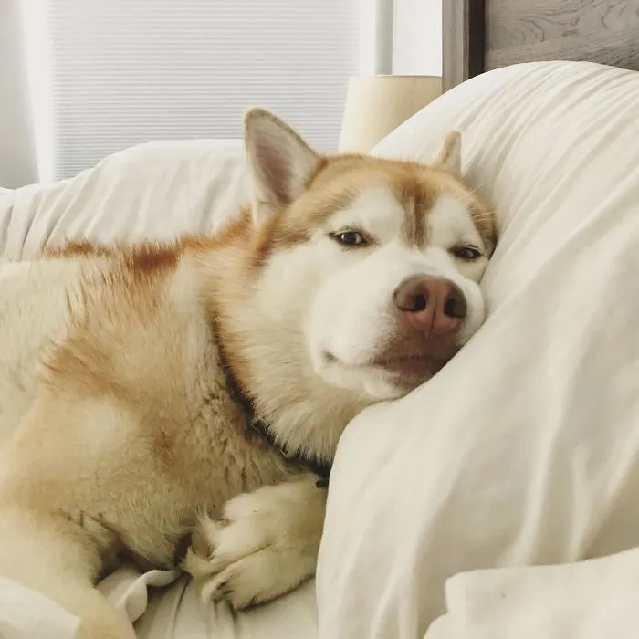 He Only Gets Up On The Bed When My Fiancé Is Working. This Is How I Woke Up From A Nap