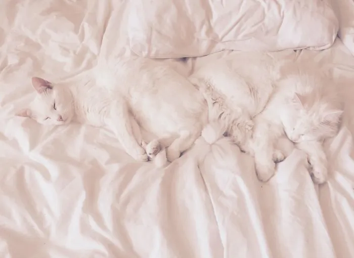 And This Is Why I Never Leap On To The Bed Without Checking First