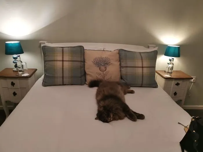 Just Checked Into My Hotel Room And Found An Intruder On My Bed! Best Hotel Ever