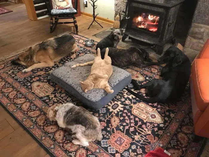 Luxury Cat Bed For The King, Peasants Can Sleep On The Floor Instead