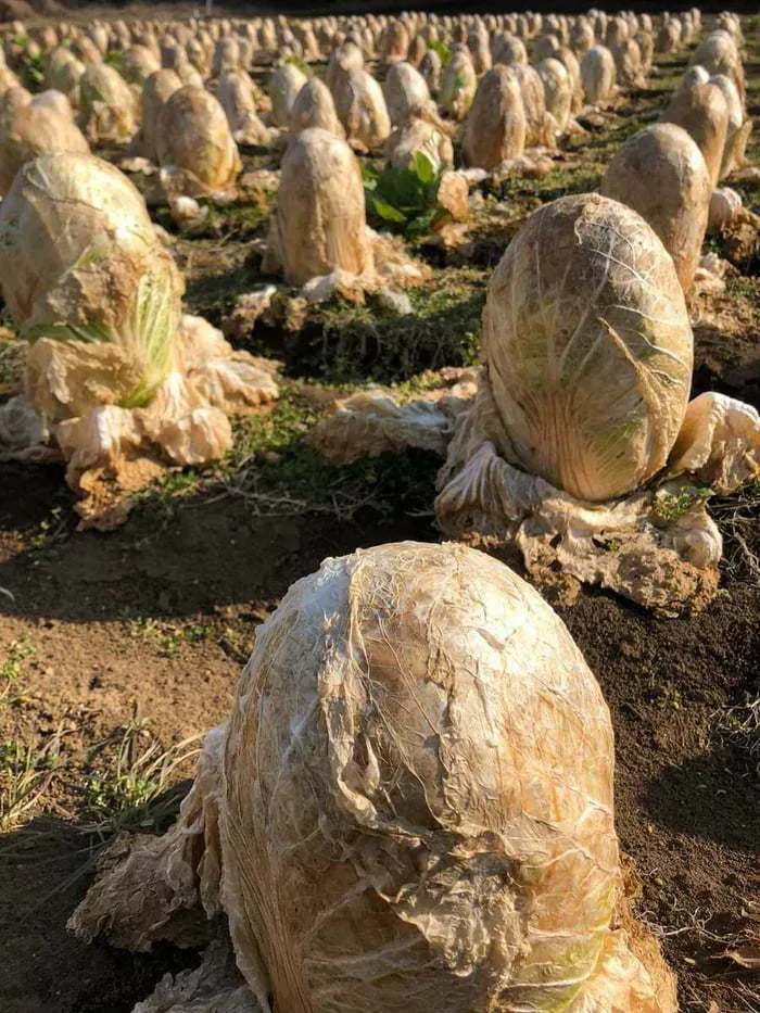 Cabbage Field In Japan