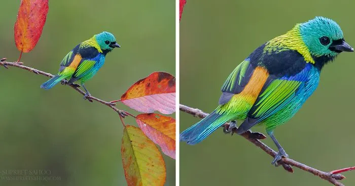 Brazilian Atlantic Forests Host A Diverse And Exotic Array Of Birds, Here's What I Got From There (34 Pics)