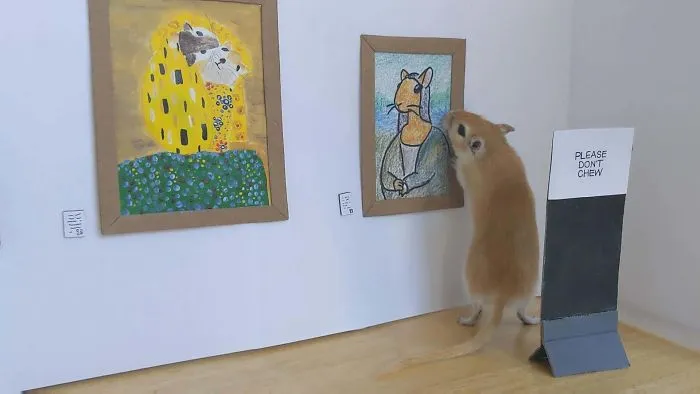 Quarantine, Day 14. Me And My Boyfriend Spent The Whole Day Setting Up An Art Gallery For Our Gerbil.