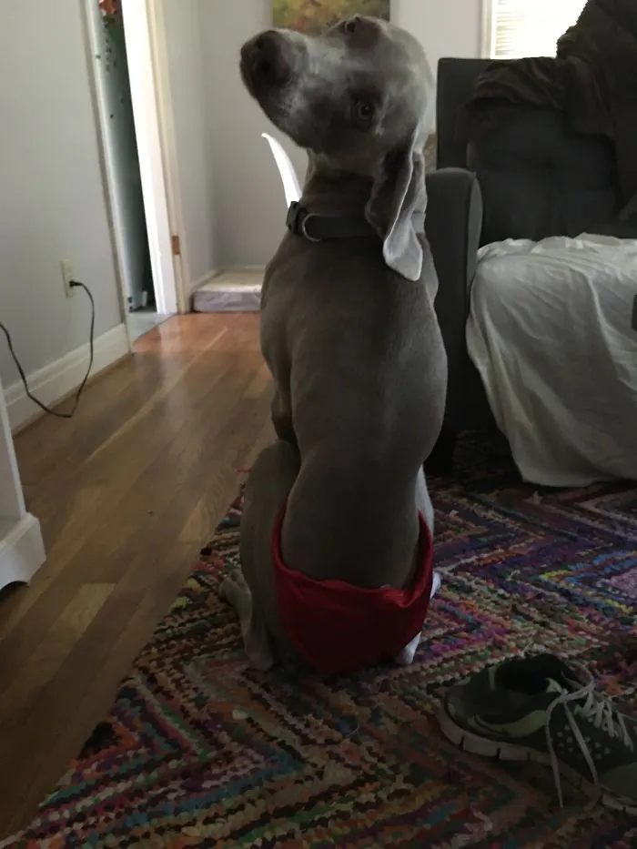 I Asked My Wife To Send Me Some Underwear Pictures, This Is What I Got In Return