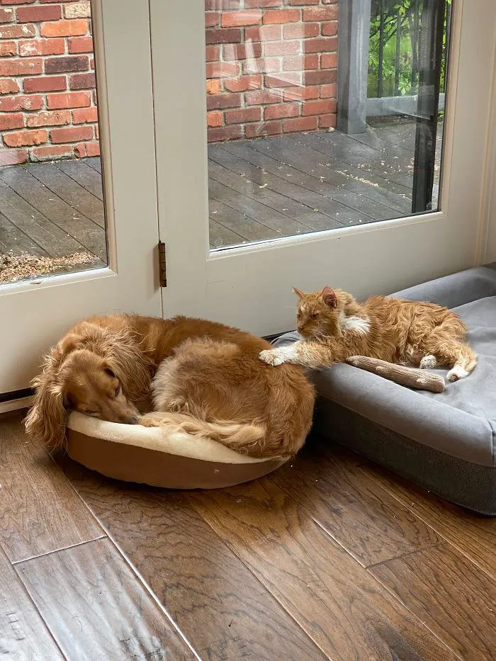 Refusing To Let Sleeping Dogs Lie