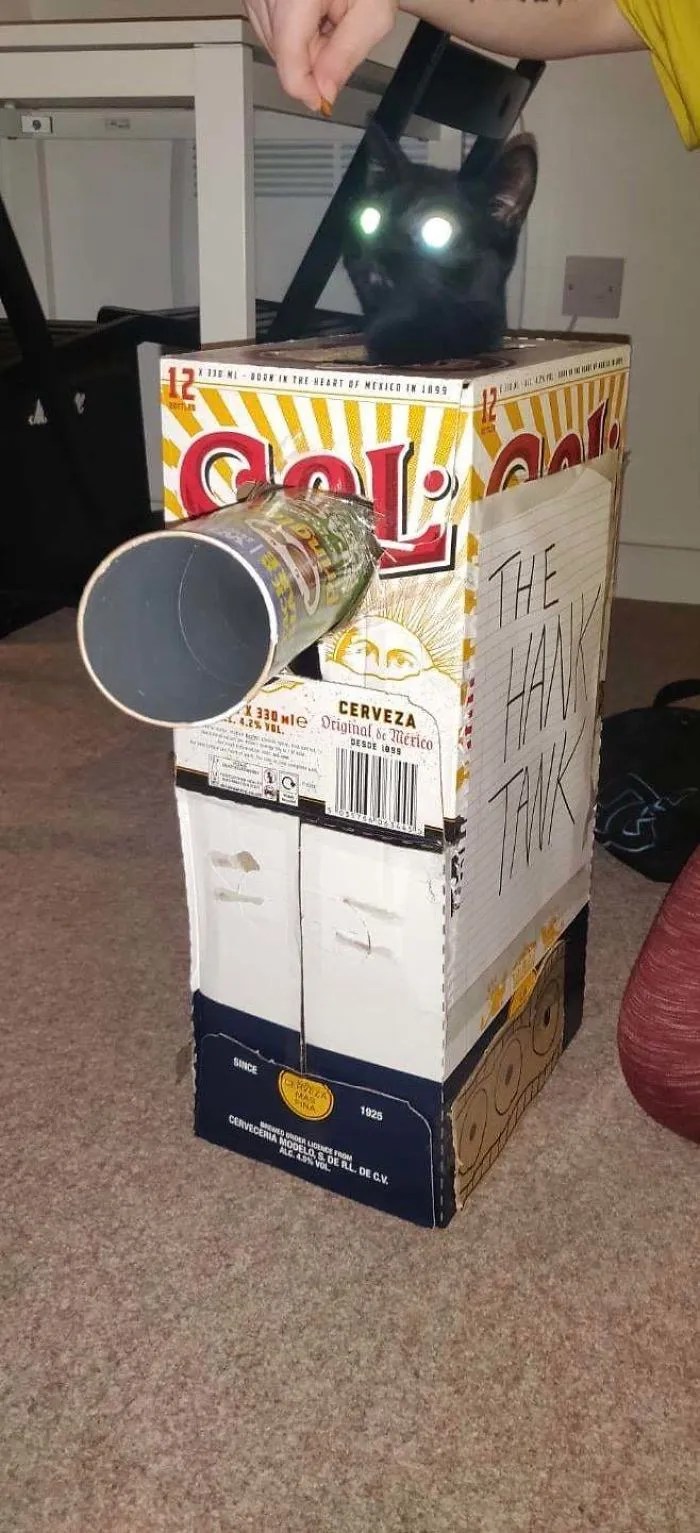 Quarantined-Owners-Build-Cardboard-Cat-Tanks