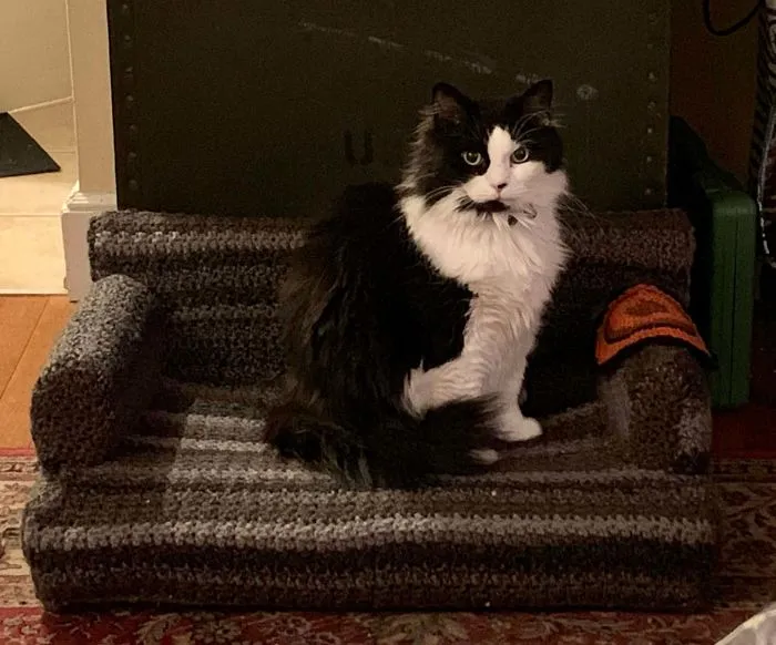 La gente usa su tiempo libre tejiendo a ganchillo pequeños sofás para sus gatos