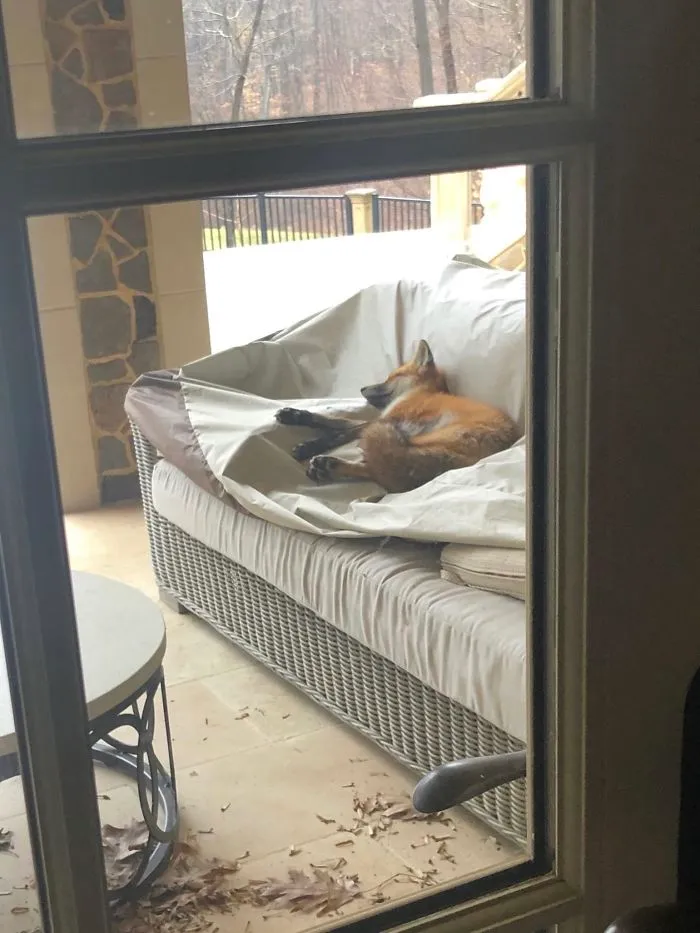 Found This Fox Chilling In The Backyard