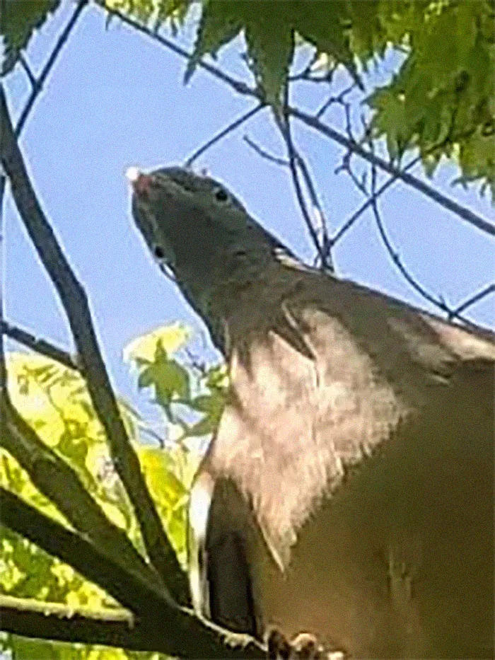 How Flippin Weird Do Pigeons Look When They Look Down?