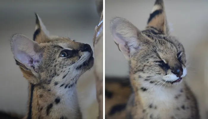 These 20 Animals Show How Exactly We Look Without Contact Lenses