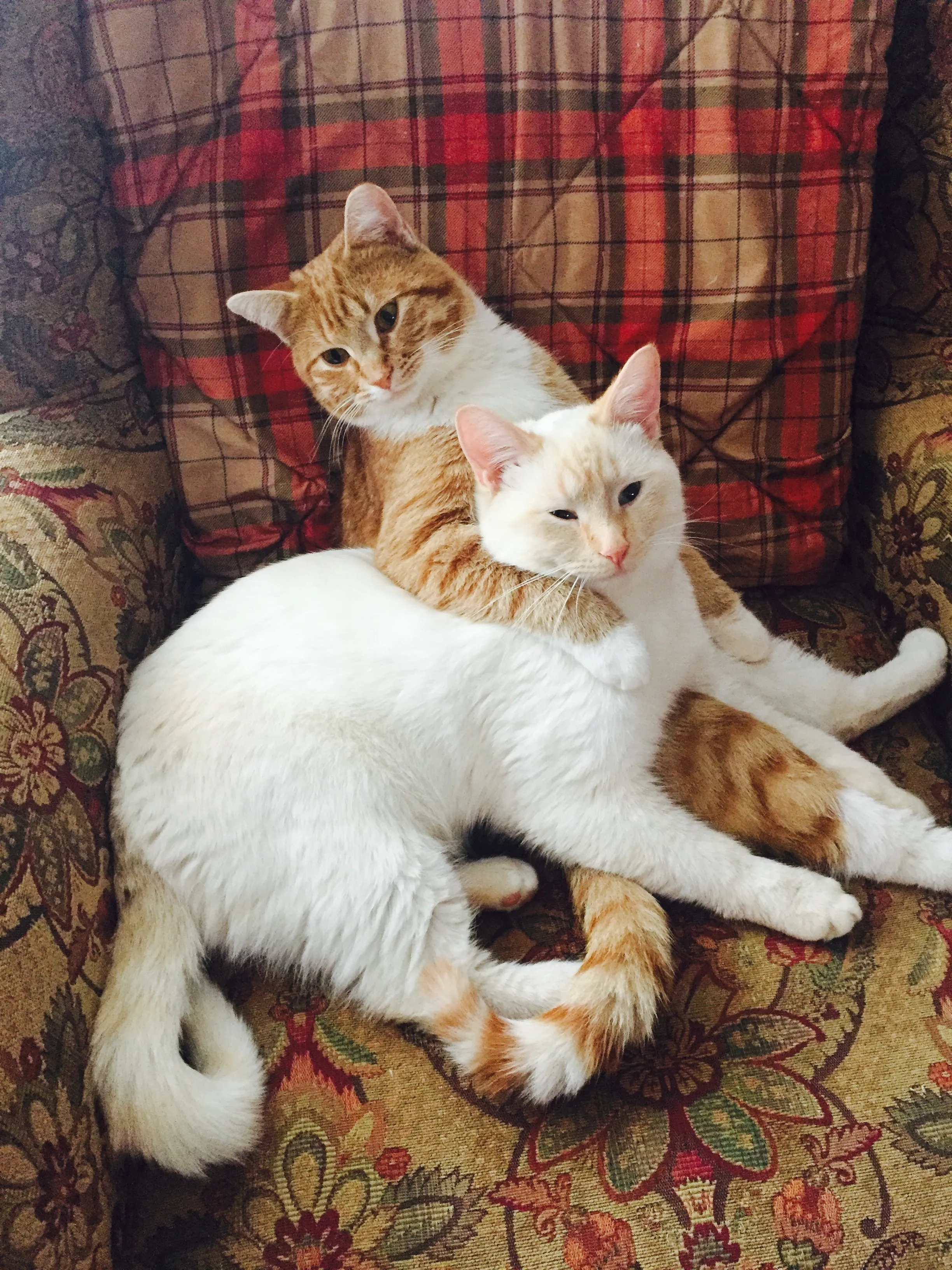 Brotherly Bond