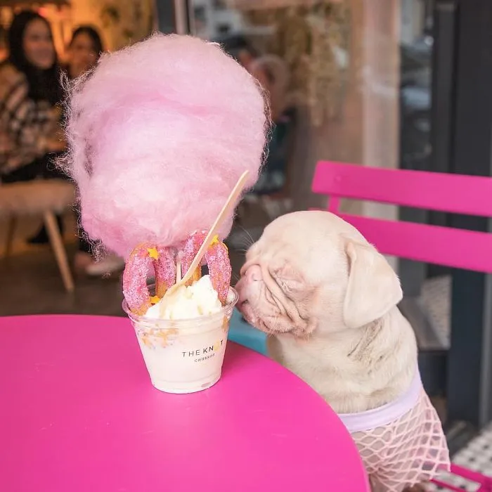 One Of Less Than 100 Pink Pugs In The World ‘Milkshake’ Is Stealing Hearts On Instagram