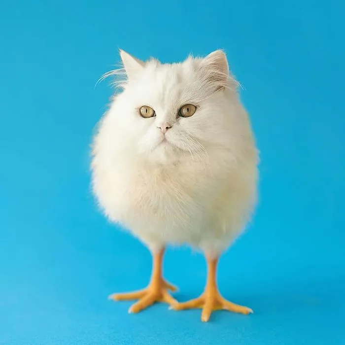 Chitten