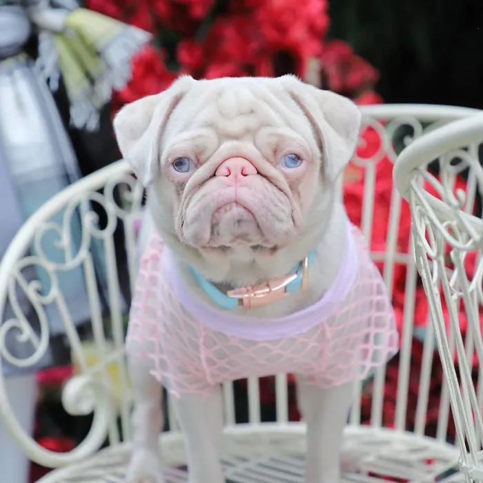 One Of Less Than 100 Pink Pugs In The World ‘Milkshake’ Is Stealing Hearts On Instagram