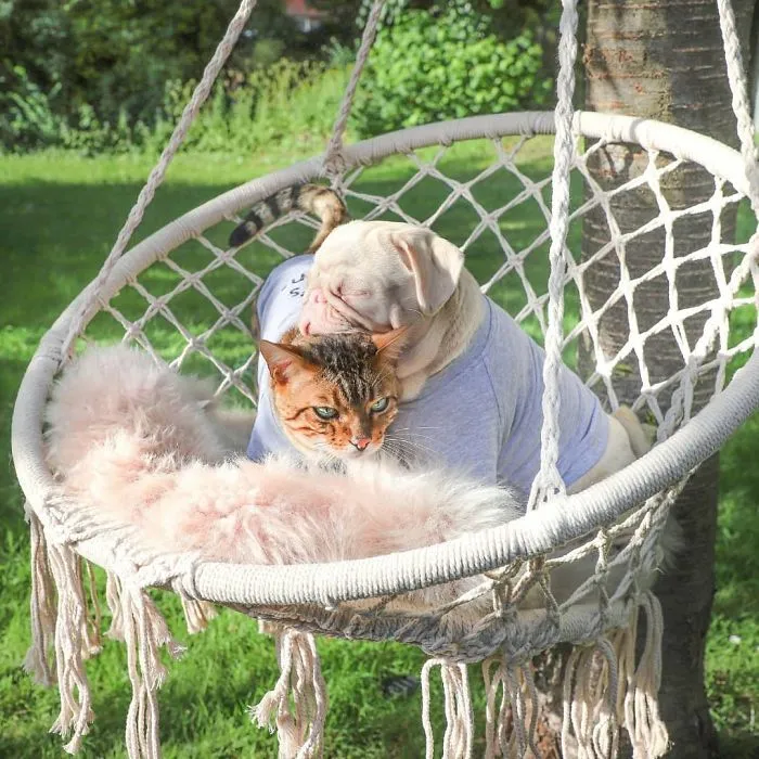 One Of Less Than 100 Pink Pugs In The World ‘Milkshake’ Is Stealing Hearts On Instagram