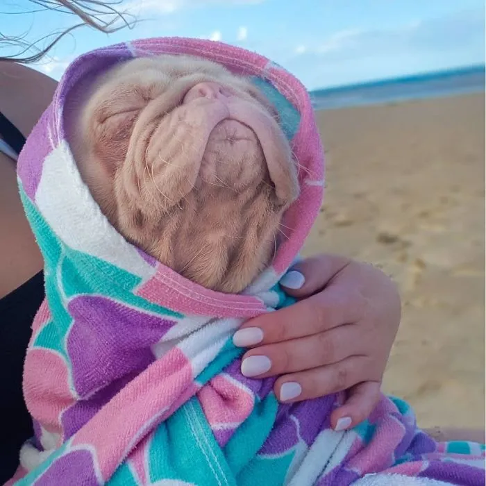 One Of Less Than 100 Pink Pugs In The World ‘Milkshake’ Is Stealing Hearts On Instagram